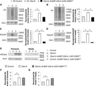 Muscle expression of human WT <i>GBA</i> suppresses protein aggregation in <i>Gba1b mutants</i>.