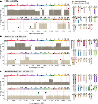 Nuclear genome composition of <i>C</i>. <i>neoformans</i> x <i>C</i>. <i>deneoformans</i> hybrid progeny reveals substantial aneuploidy and recombination.