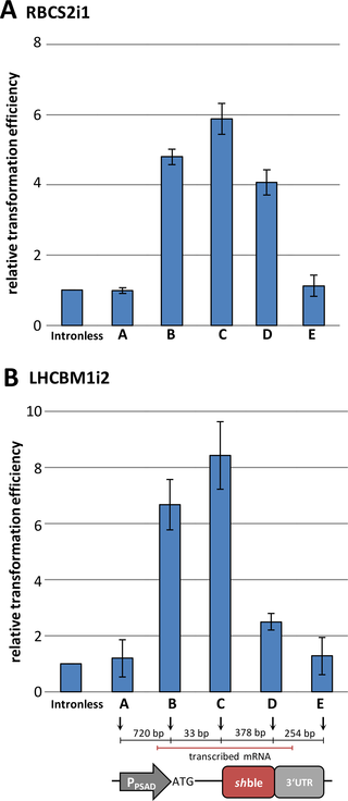 Relative transformation efficiency of the <i>sh</i>ble construct containing RBCS2i1 and LHCBM1i2 insertions at different positions.