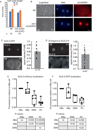SLD-3 and SLD-2 are asymmetrically localised in the early embryo A.
