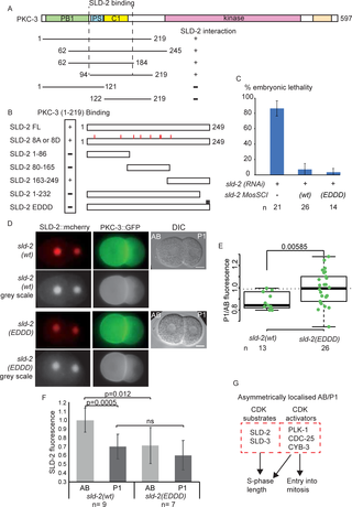 SLD-2 asymmetry is PKC-3 interaction-dependent A.