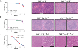 <i>R26</i><sup><i>+/AID</i></sup><i>Cd19</i><sup><i>+/Cre</i></sup> mice do not develop lymphoma.