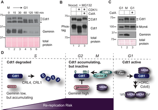 Cdt1 dephosphorylation at the M-G1 transition requires PP1.