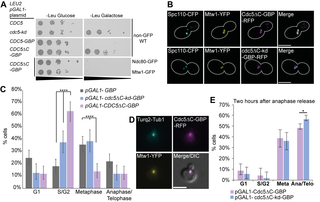 Forcing Cdc5 association with Mtw1 disrupts cell-cycle progression prior to mitosis.