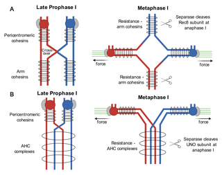 Two distinct mechanisms for linking homologous chromosomes during meiosis I.