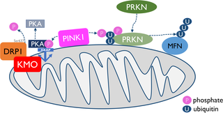 KMO regulates mitochondrial dynamics by modulating DRP1 phosphorylation.