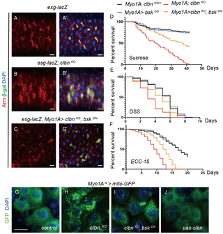 <i>clbn</i> mutant displays disrupted intestinal integrity and increased mortality to stress.