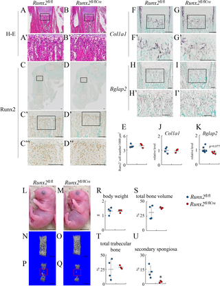 Histological and micro-CT analyses of <i>Runx2</i><sup>fl/fl</sup> and <i>Runx2</i><sup>fl/flCre</sup> newborn mice.