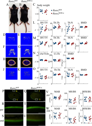 Micro-CT and bone histomorphometric analyses of <i>Runx2</i><sup>fl/fl</sup> and <i>Runx2</i><sup>fl/flCre</sup> female mice at 6 weeks of age.