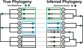 Effect of recurrent sequencing errors on phylogenetic inferences.