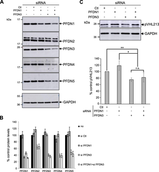 Downregulation of the prefoldin complex affects pVHL213 stability in human cells.