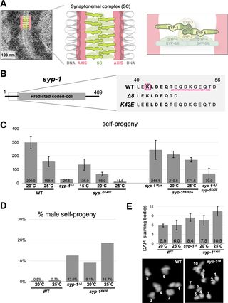 Isolation of separation-of-function mutations in the N-terminus of SYP-1.