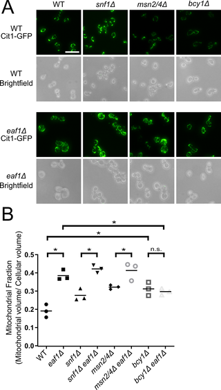The increase in mitochondrial volume in an <i>eaf1Δ</i> is partially dependent on Bcy1.
