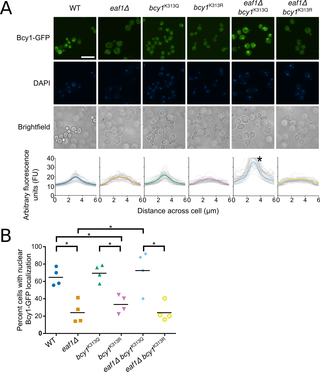 Bcy1 nuclear localization is dependent on NuA4 and the acetylation state of Bcy1-K313.