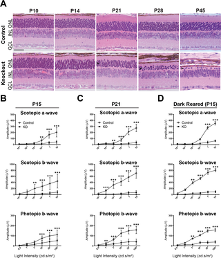 Rapid photoreceptor degeneration and loss of visual function in <i>Rabgef1</i><sup><i>-/-</i></sup> mice.