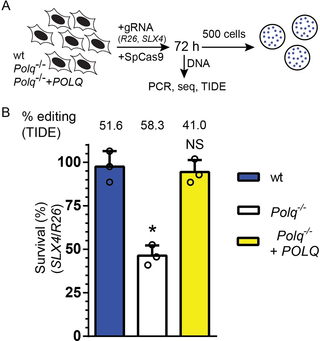 Genetic interaction between POLQ and SLX4 in mouse cell culture.
