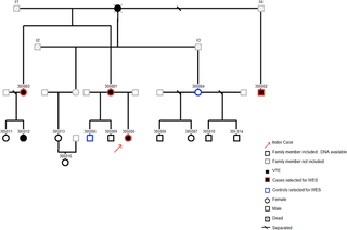 Genealogical tree of the family.