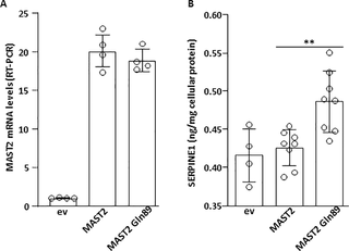 Effect of MAST2 overexpression on PAI-1 production.
