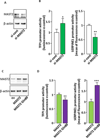 MAST2 regulates <i>TFPI</i> and <i>SERPINE1</i> promoter activity.
