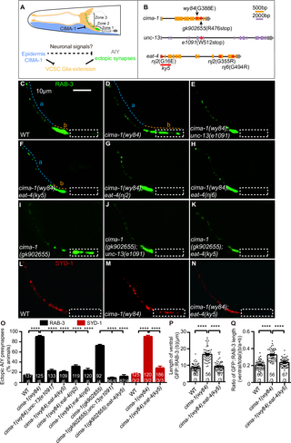 Glutamatergic neurotransmission is required for the AIY ectopic synaptic formation in <i>cima-1(wy84)</i>.