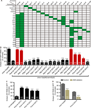 <i>eat-4</i> acts mainly in the ASH to regulate the AIY synaptic subcellular specificity.