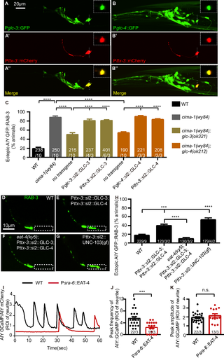 GLC-3 and GLC-4 act cell-autonomously in the AIY to promote the ectopic synapse formation.