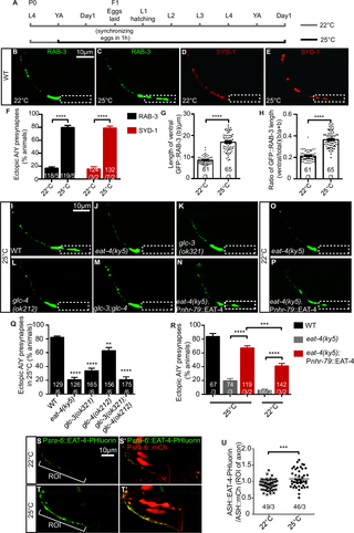 High temperature disrupts the synaptic subcellular specificity mediated by EAT-4, GLC-3 and GLC-4.