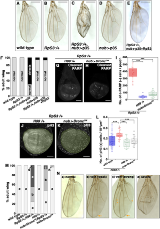 Epithelial cell-turnover is essential for robust wing development in <i>M</i>/+ animals.