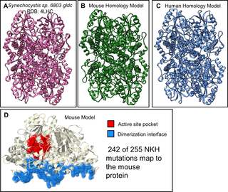 Murine homology model of GLDC-protein.