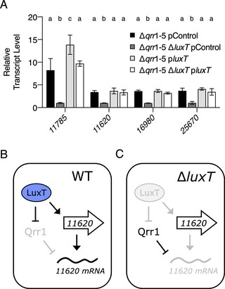 LuxT activates target genes by two regulatory mechanisms.