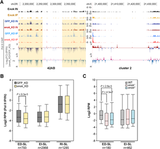 Enok is important for transcription at Enok-dependent piRNA source loci.