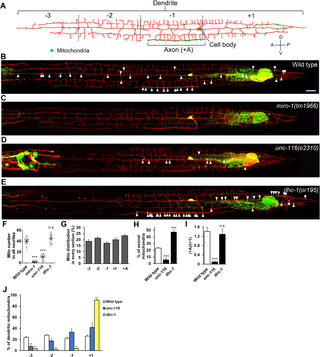 Mitochondrial distribution is regulated by motor-based transport system in PVD neurons.