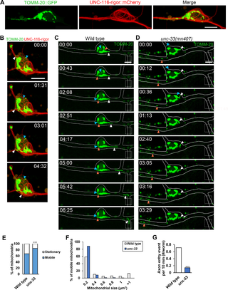 UNC-33 organizes UNC-116-associated microtubule bundles for proper axonal mitochondrial transport.