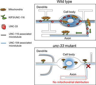A proposed model of CRMP/UNC-33 in organizing KIF5-associated microtubule bundles for axonal mitochondrial transport.