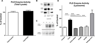 PLD3 has phospholipase D activity in isolated lysosomes.