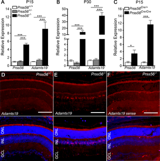 <i>Adamts19</i> expression is upregulated in the retina of <i>Prss56</i> mutant mice.