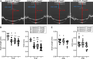 <i>Adamts19</i> inactivation exacerbates the reduction in ocular axial length in <i>Prss56</i> mutant mice.