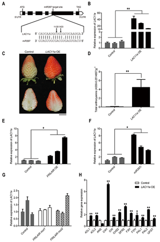 MiR397 represses strawberry fruit ripening by targeting <i>LAC11a</i>.