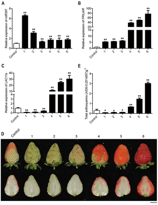 Transient co-expression of <i>FRILAIR</i> and miR397 in strawberry fruits.