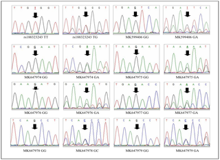 Chromatograms show wild type homozygous alleles and mutant heterozygous novel alleles in the control (mothers with euploid child) and case (mothers of DS child) samples found within exon 2 of the MCM9 gene.
