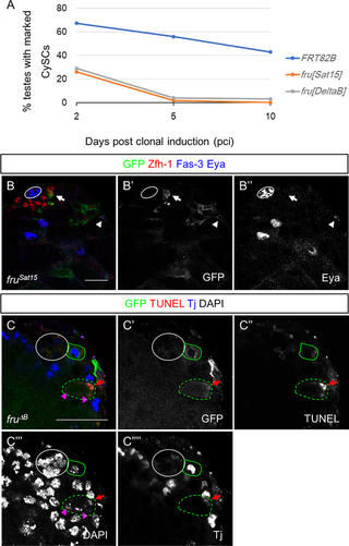 <i>fru</i> is cell-autonomously required for cyst stem cell maintenance and cyst cell survival.
