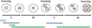 A model of origin licensing in <i>Chlamydomonas</i>.