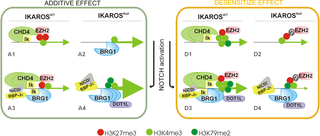 Proposed model of IKAROS measured response of NOTCH target genes upon NOTCH signaling in erythroid cells.