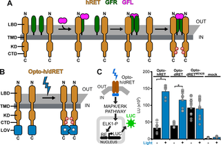 Engineering of light-activated RET receptors.