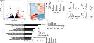 Androgen-induced transcriptome analysis in primary mouse granulosa cells (GC).