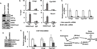 <i>In vivo</i> knockdown of androgen receptors increases H3K27me3 mark and inhibits the expression of key ovarian genes.