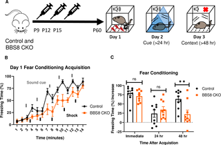 <i>Bbs8</i> is involved in long-term context fear conditioning postnatally.