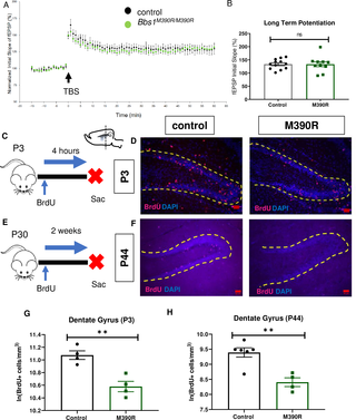 <i>Bbs1</i><sup><i>M390R/M390R</i></sup> mice have decreased hippocampal proliferation.