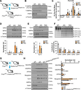 FNIP1 regulates muscle mitochondrial oxidative programs through AMPK.
