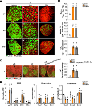 AMPK-independent regulation of muscle fiber type switching by FNIP1.